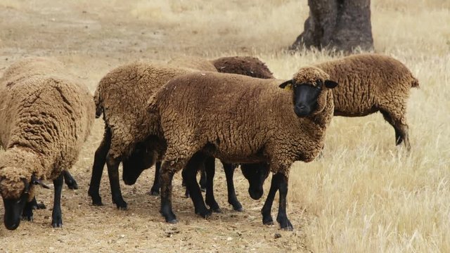 black merino sheep slow motion