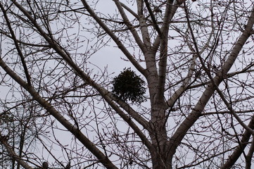 Obraz premium tree in the sky