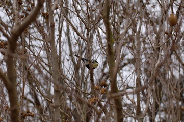 bird on tree
