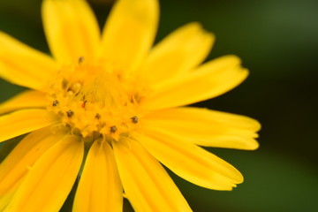 yellow flower