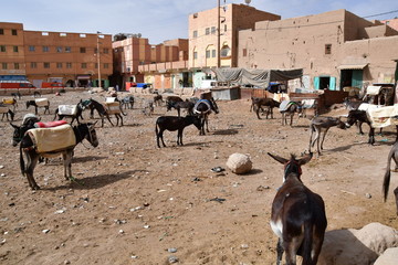 Risani, parquing de burros, Marruecos, Africa
