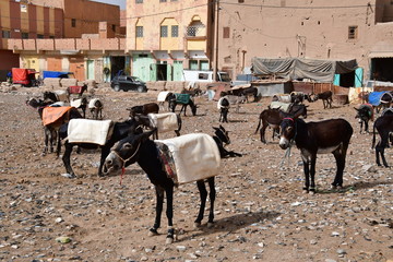 Risani, parquing de burros, Marruecos, Africa