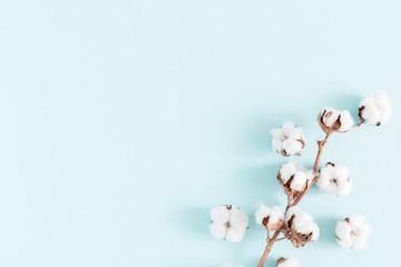 Flowers holiday composition. Cotton flowers on branch on pastel blue background. Flat lay, top view, copy space