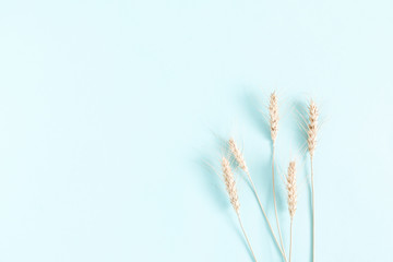 Grain ears on light blue pastel background. Flat lay, top view, copy space.