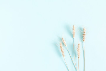 Obraz premium Grain ears on light blue pastel background. Flat lay, top view, copy space.