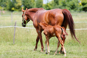 Fototapeta premium Beautiful mare and foal running together on summer meadow of flowers