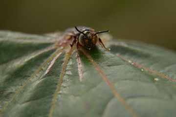 dragonfly on leaf