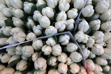white tulips aerial photo