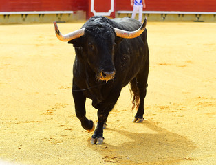 bull in spain with big horns
