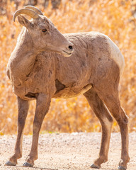 Young bighorn sheep