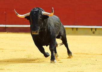 toro negro español