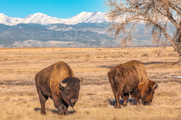 American Bison in Colorado © Lowell