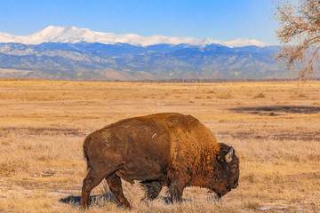 American Bison in Colorado