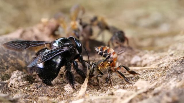 Slow motion of a mixed group of native bee species flying around and feeding on salt and minerals on a river bank in the Ecuadorian Amazon