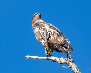 Immature bald eagle perched on a branch
