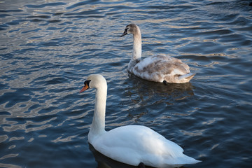 two swans on a river