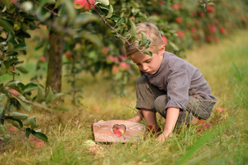 Little, five years old, boy helping with gathering and harvesting apples from apple tree, autumn...