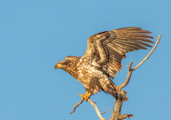 Immature bald eagle perched on a branch
