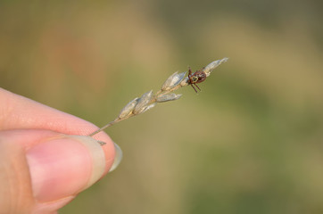 Dermacentor. Tick sits on dry blade of grass during the hunt. Ukraine. Shallow depth of field, closeup.