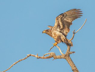 Immature bald eagle perched on a branch
