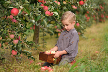 Little, five years old, boy helping with gathering and harvesting apples from apple tree, autumn...