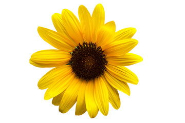 Blooming yellow daisy. Isolated on white background. Flower with bright yellow petals.