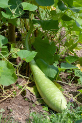 Au poater - Courge bouteille