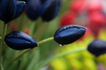 blue tulips close up