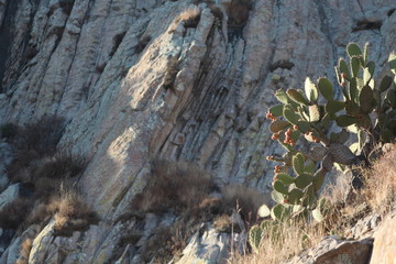 cactus en el borde de una montaña 