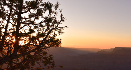 tree at sunset