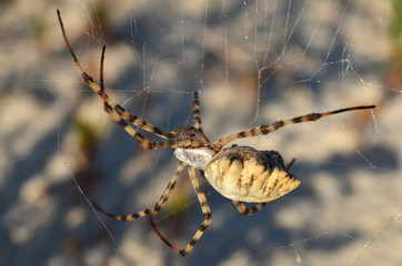 Araneidae. Argiope lobata spider on a spiderweb in its natural habitat. Shallow depth of field, closeup.