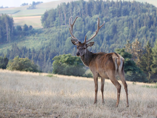 male stag on a meadow;