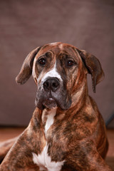 Great Dane Portrait