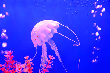 Beautiful jellyfish, in the water