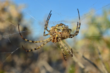 Araneidae. Argiope lobata spider on a spiderweb in its natural habitat. Shallow depth of field, closeup.