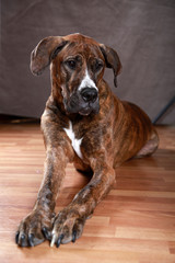 Great Dane Portrait