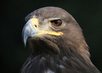 portrait d& 39 aigle avec fond naturel  