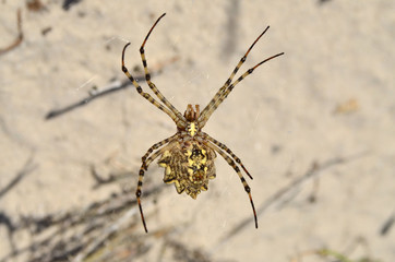 Araneidae. Argiope lobata spider on a spiderweb in its natural habitat. Shallow depth of field, closeup.