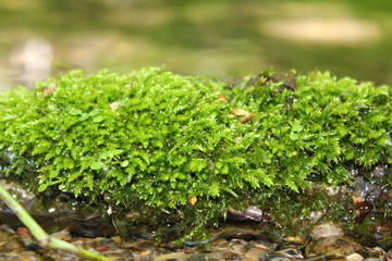 Mossy Log by Skip Weeks