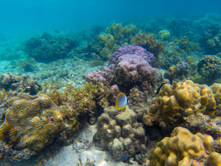 Naklejka na ściany i meble Butterfly fish in corals. Tropical seashore underwater photo. Marine nature. Warm sea shore. Coral reef on sea bottom