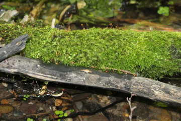 Log with Moss by Skip Weeks