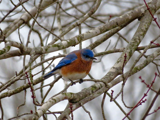Naklejka premium Blue Bird on a branch 
