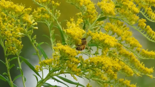 Honeybee Closeup On Golden Rod