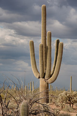 Big Saguaros in Saguaro National Park