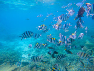 Fototapeta premium Striped dascillus fish school closeup. Coral reef underwater landscape. Tropical fishes in blue water.