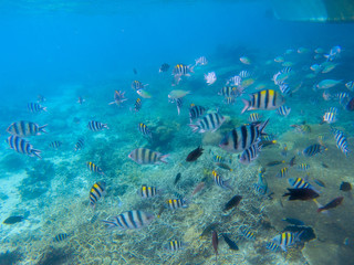 Underwater landscape with coral reef. Striped dascillus fish school. Tropical fishes in blue water. Coral diverse sea bottom