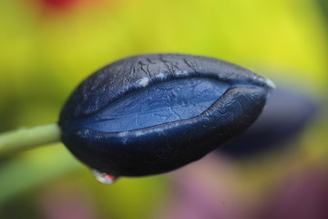 single blue tulip closeup