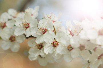 beautiful cherry blossom