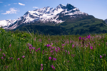 Summer Mountain and Fireweed