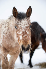 Close up on a Appaloosa Horse in the Snow in Quebec Canada